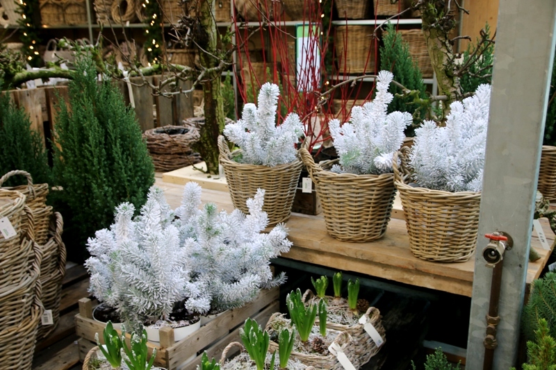 Gezellige kerstshow bij tuincentrum TUIN! in De Westereen